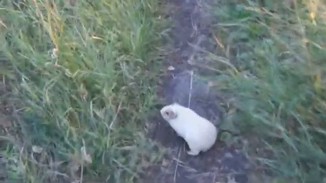 Прогулка со свинками в лесу / Гоша хотел убежать / Встретили корову смотреть онлайн