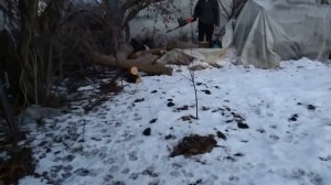 Сравнения уровня Шума Аккумуляторной и Электро Цепных Пил на сколько шумная Аккумуляторная Пила