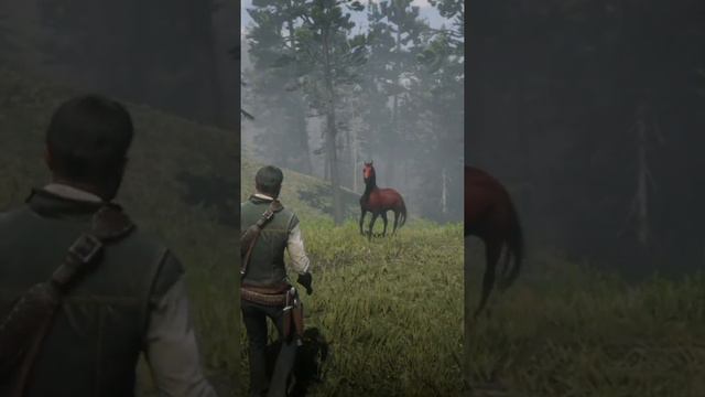 Где найти красную лошадь в RDR 2