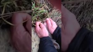 Определение возраста овцы по зубам