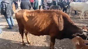 молбозор зафаробод гови оча бача бозор арзон молхои босифат 14 март