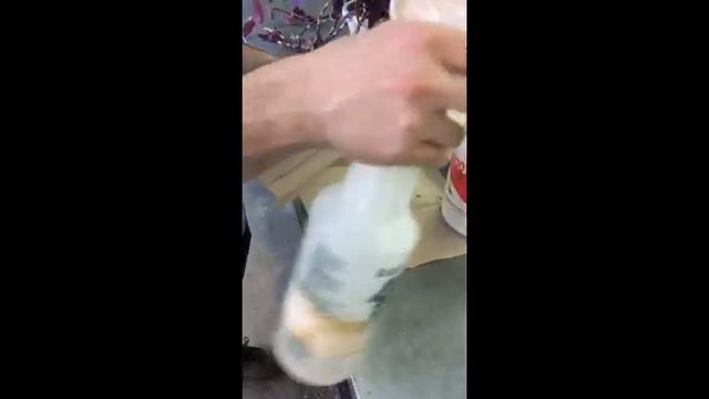 Propagation of a herbaceous species: Tradescantia pallida смотреть онлайн