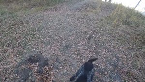 Утка с подхода. Дратхаар в деле.