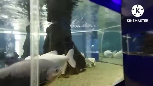 МОРСКОЙ КРУИЗ/океанариум/пожар в Архипо-Осиповке /последний день отдыха смотреть онлайн