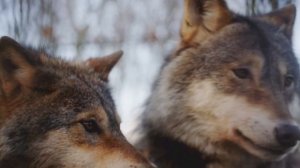 КАК ЖИВУТ ВОЛКИ?