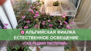 Альпийская фиалка, естественное освещение. Выращивание и уход.