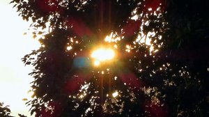 Футаж Солнце. Летнее Солнце Сияет Сквозь Деревья. Солнце Видео. Летние Футажи. Видеофутажи