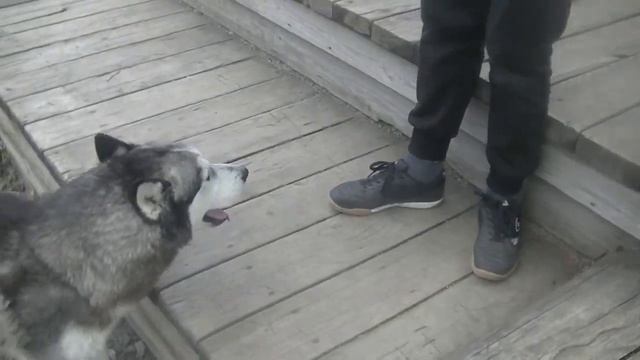 Хаски центр Аквилон. Общение с самоедами. смотреть онлайн