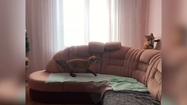 Кто в доме хозяин? смотреть онлайн