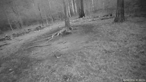 Заяц на солонце.mp4