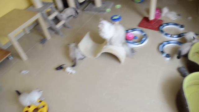 Morning children's games - litter H and litter I Śnieżna Magnolia*PL смотреть онлайн