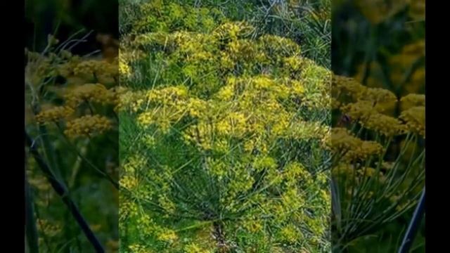 Фенхель обыкновенный Foeniculum vulgare смотреть онлайн