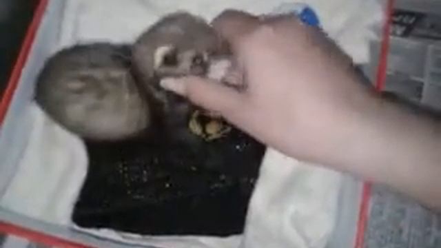 Хорек Шасти 1,5 месяца (девочка) смотреть онлайн