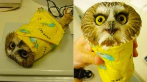 Вещи, Которые Вы Увидите Впервые в Жизни!