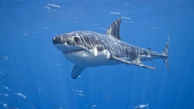 Картинка подводный мир. Акула, Белая акула, хищник | Zemūdens pasaule. Haizivs, balta haizivs смотреть онлайн