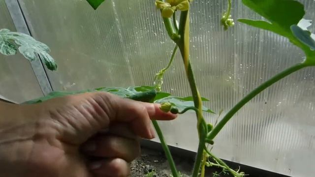 Арбузы в теплице Как опылить вручную