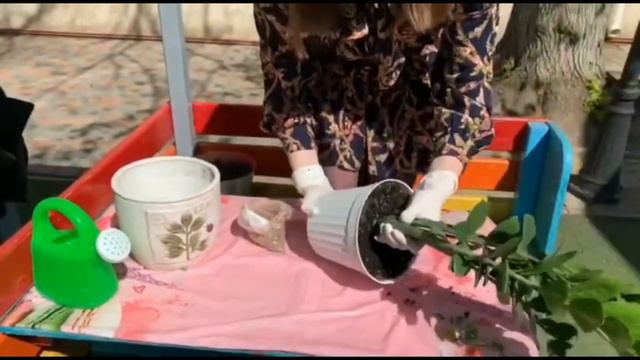 Кімнатні рослини та догляд за ними смотреть онлайн