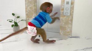 Monkey Baby Bon Bon Goes Fishing and Swims with Ducklings in the Pool