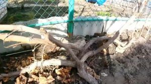 Виноград/как правильно заполнить одноплосткостную шпалеру/формировка куста 2019/секреты для новичка