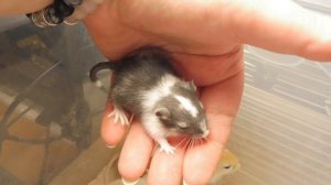 #ПЕСЧАНКИ как ПРИРУЧИТЬ мышат ? / Невесты для создания НОВЫХ семей / Как приучить к рукам песчанку