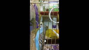 Попугай делает сальто