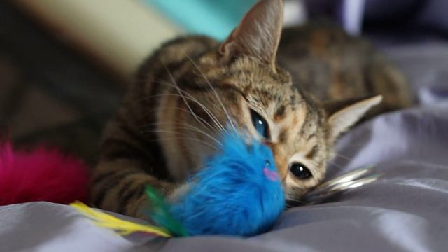 Кошка Ляля ищет добрые ручки! смотреть онлайн