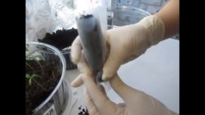 Рассада в пелёнках для томатов без полива(мой опыт).