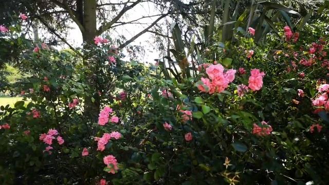 Расслабляющая музыка для сна, медитации и борьбы со стрессом смотреть онлайн