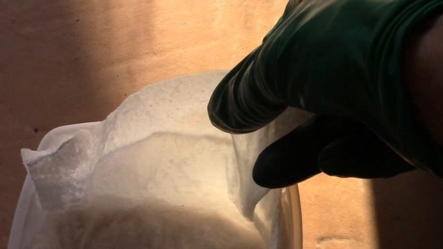 ГЛИЦИНИЯ.  КАК УСТАНОВИТЬ СЕМЕНА ГЛИЦИНИИ НА СТРАТИФИКАЦИЮ?