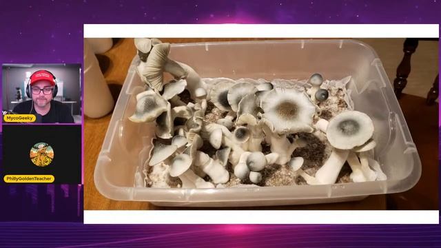 THE TRUE MUSHROOM SENSEI - Philly Golden Teacher смотреть онлайн