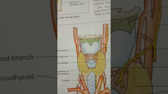 Thyroid gland смотреть онлайн