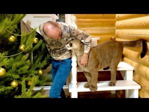 Искренняя радость пумы Месси!! Приступ бешенства)))