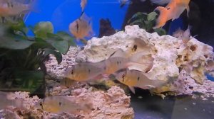 Аквариумная рыбка, Апистограмма боливийская бабочка, Mikrogeophagus altispinosus