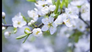 В воскресенье первом том чудесном🌿(пение)