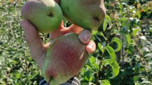 Сорт груші "Киргизька".Лежка соковита груша.