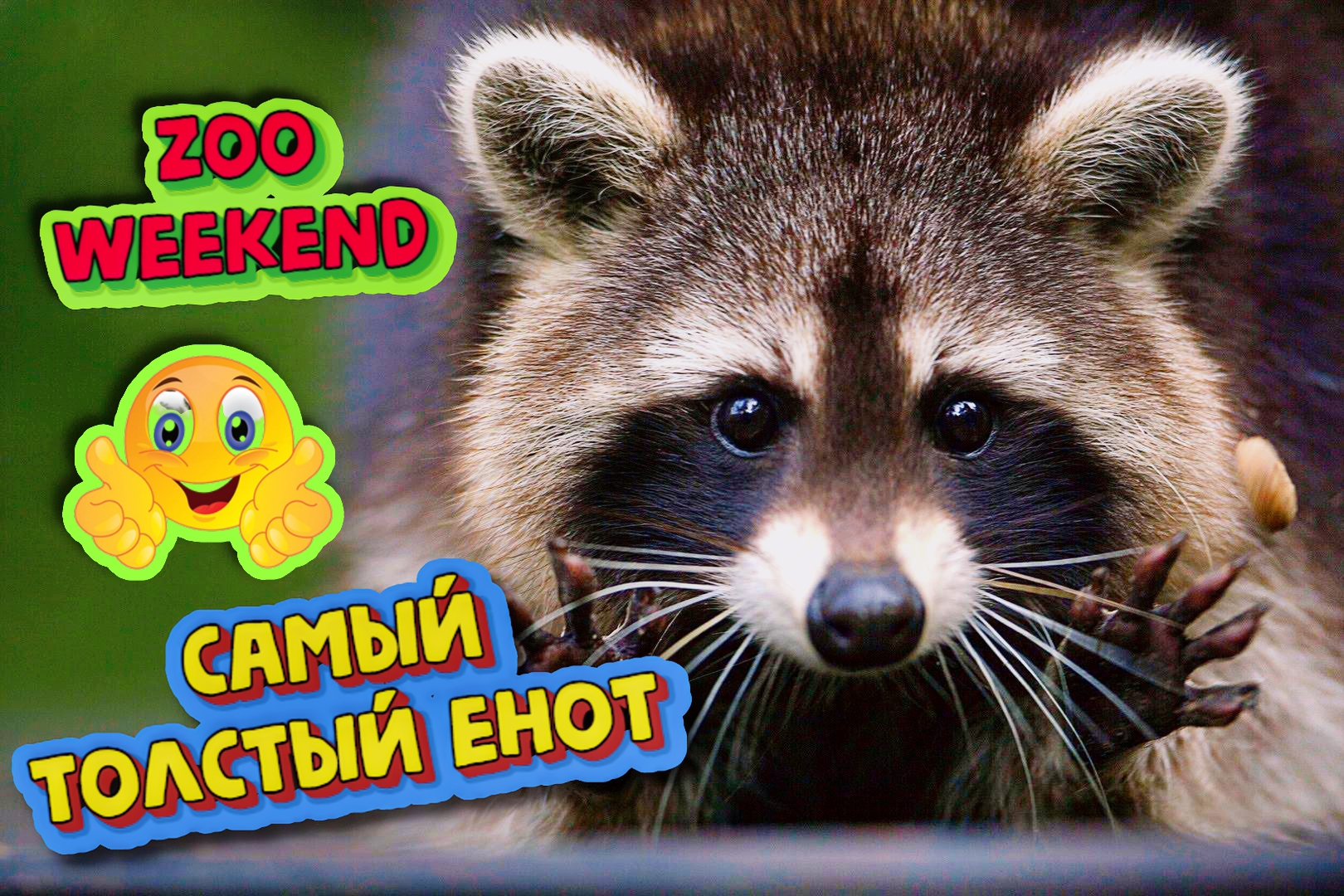 Ну очень толстый енот!!! 🦝🦝🦝 Мини экзотический зоопарк.