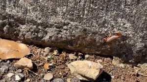 Знакомьтесь! Скорпионы из Техаса! ? Ходят прямо на улице! Scorpions in Texas. Scorpions