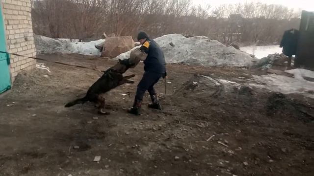 Защитная дрессировка немецкой овчарки.