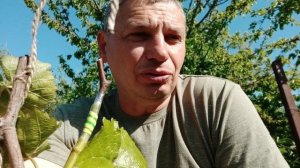 Прививка винограда чёрное в зеленое