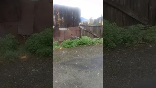 Бои петуха и индюка смотреть онлайн