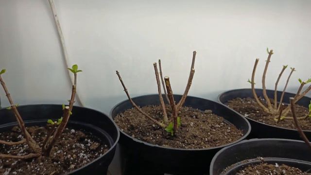 Мои Паны на 17 февраля 2024 года. смотреть онлайн