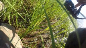 Река пинега, спиннинг aiko Margarita 2,вертушка