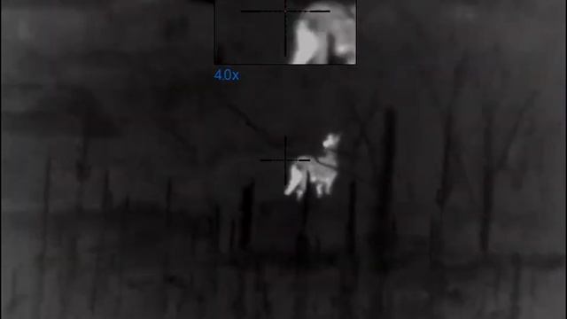 Pulsar Trail 2 XP50 LRF - Wild Roe Deer 20 meters смотреть онлайн