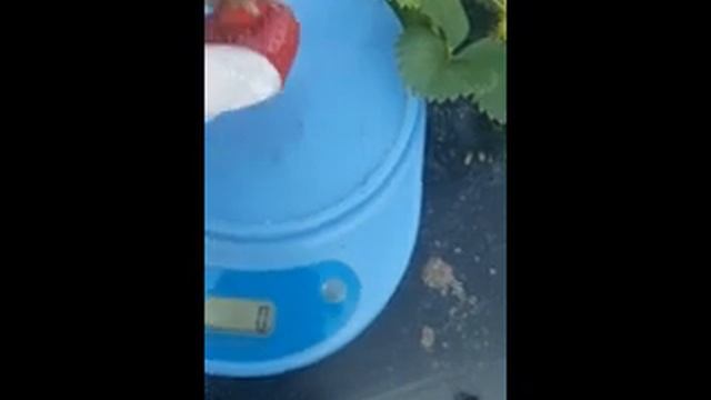 Клубника РОМИНА. Вкусный ранний сорт.