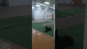 Тренировка добермана: команды - лежать, ко мне, отработка выдержки