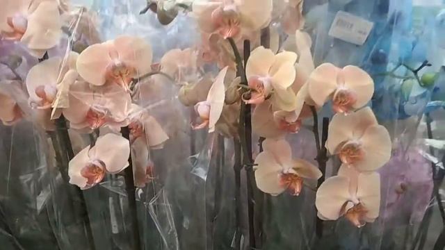 Обзор орхидей в садовом центре Планета Лета. Тургеневское шоссе, г. Краснодар. И немного флористики смотреть онлайн