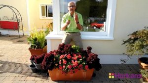 Grow your own Salads in patio pots