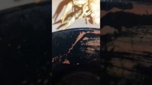 Что едят сомы.рыбалка в Шилово.