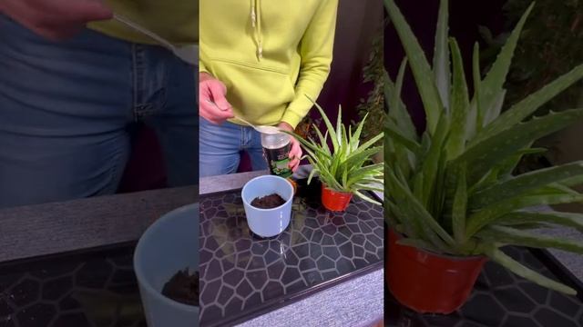 Пересадка алоэ вера! И чем столетник отличается от алоэ вера смотреть онлайн