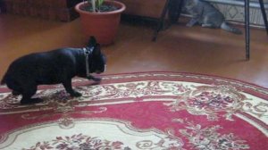 Схватка: мейн-кун и француский бульдог